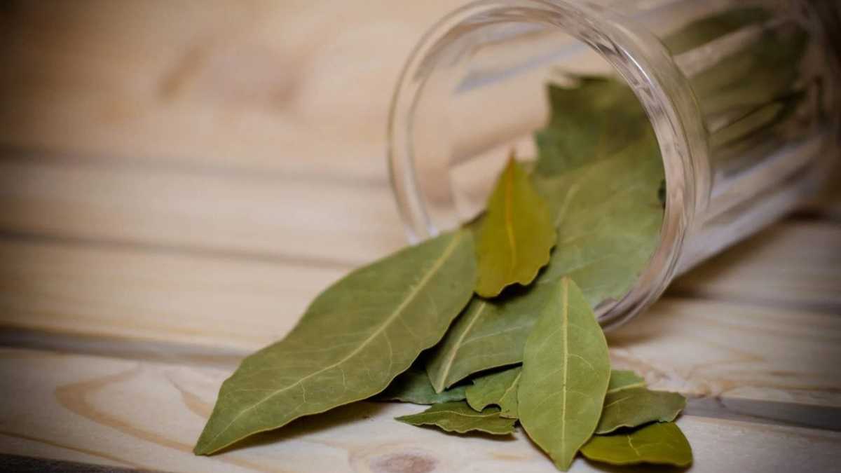 Put the bay leaf in the fridge: my grandma used to do this! See how it is done