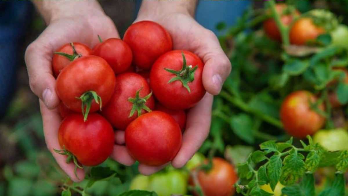 Tomatoes, with this trick you increase the yield of your plants by 30%