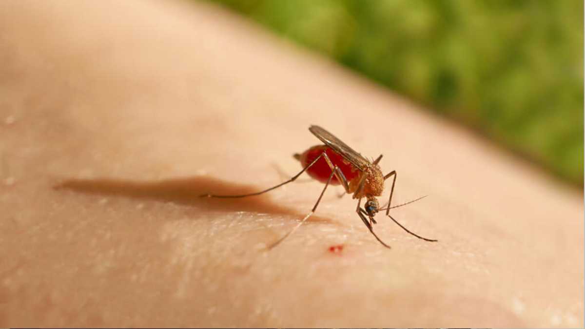 What's The Best Way To Keep Mosquitoes From Biting?
