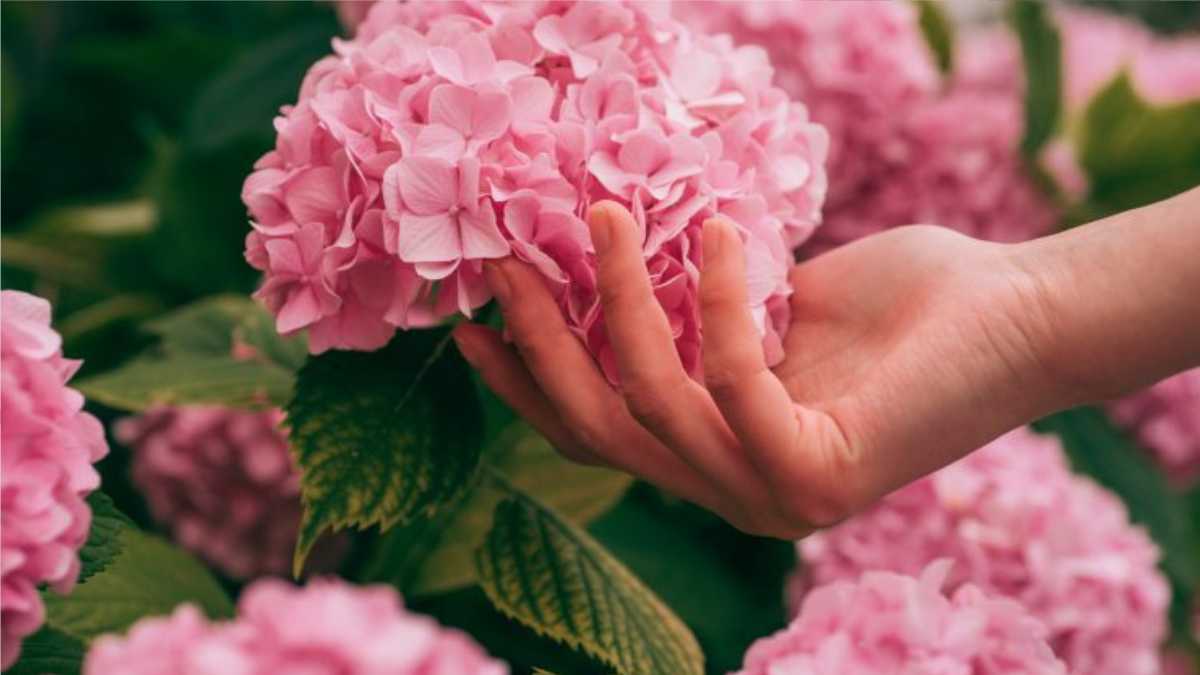 A Secret to Make Hydrangeas Bloom: Use This Drink as Fertilizer