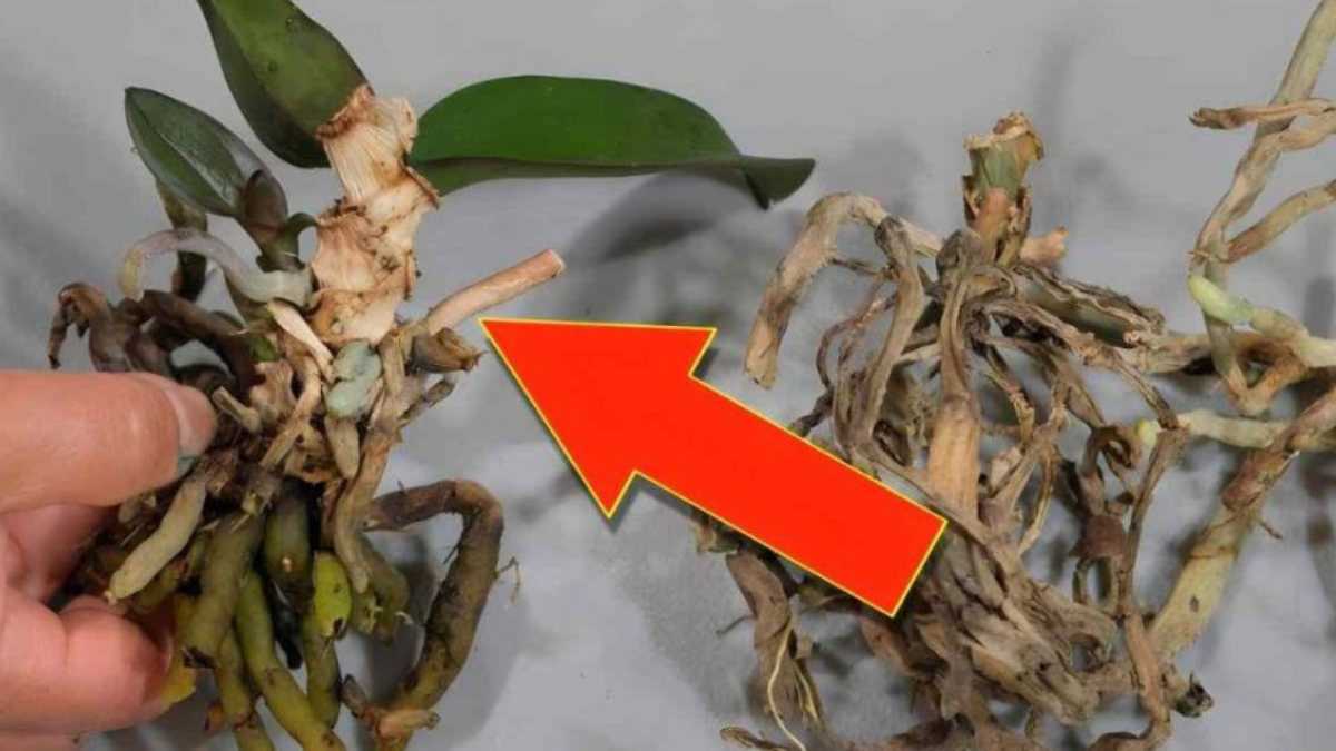 After seeing this trick, you will never again throw away old orchids
