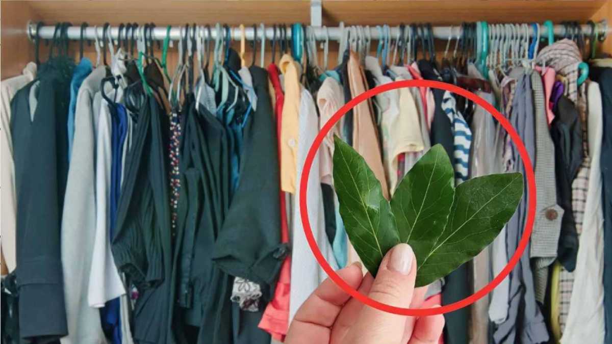 Bay Leaves in Your Closet, Stop These Problems Forever