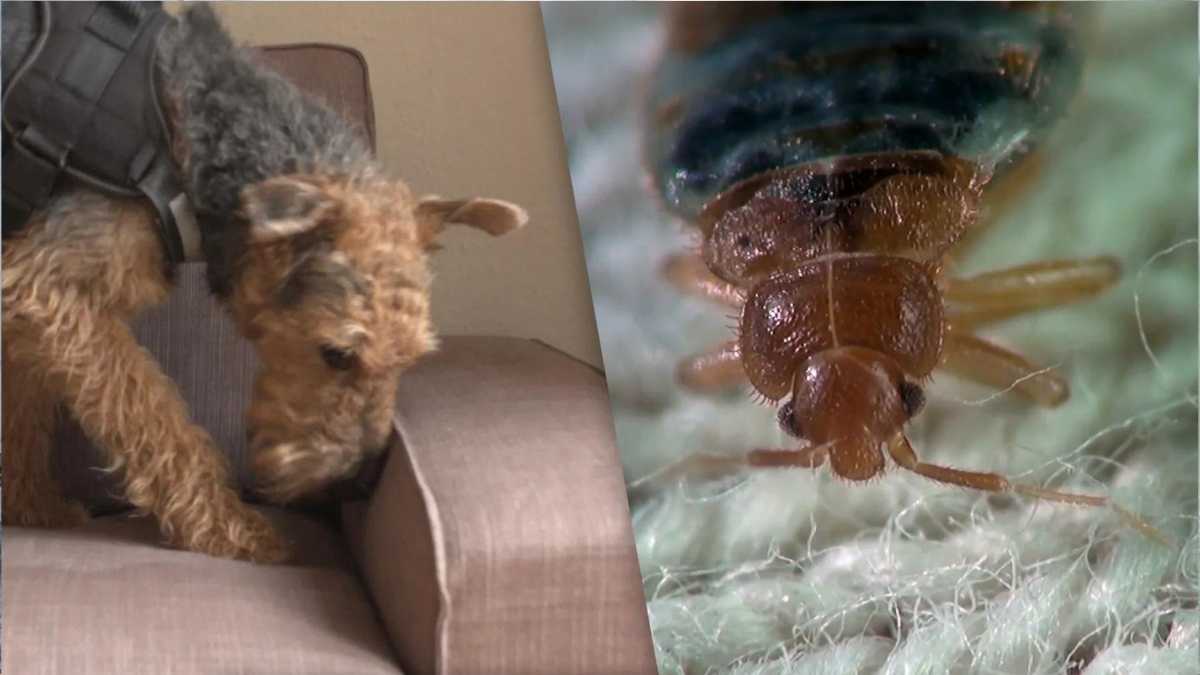 Bed bugs: How to detect, fight and prevent them