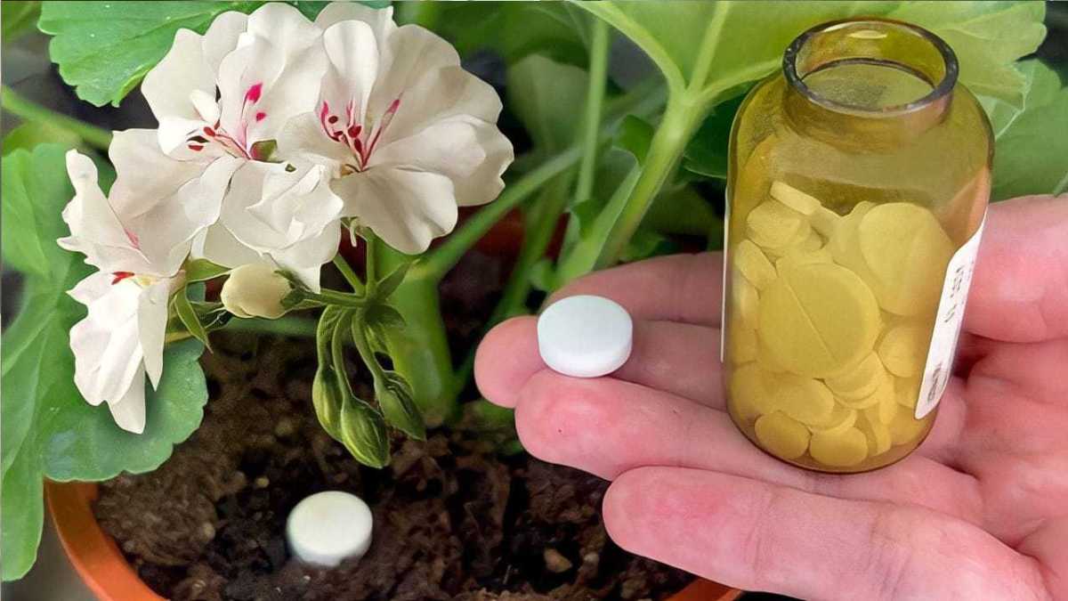 1 Tablet is Enough to Make any Home Flower Bloom: It Immediately Comes to Life