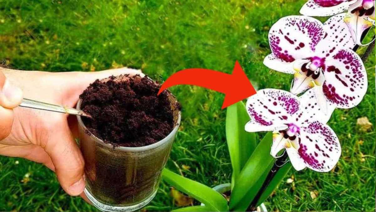 Do Orchids Like Coffee Grounds?