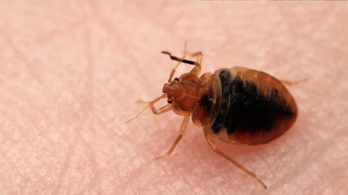 Fight bed bugs - tips from a professional