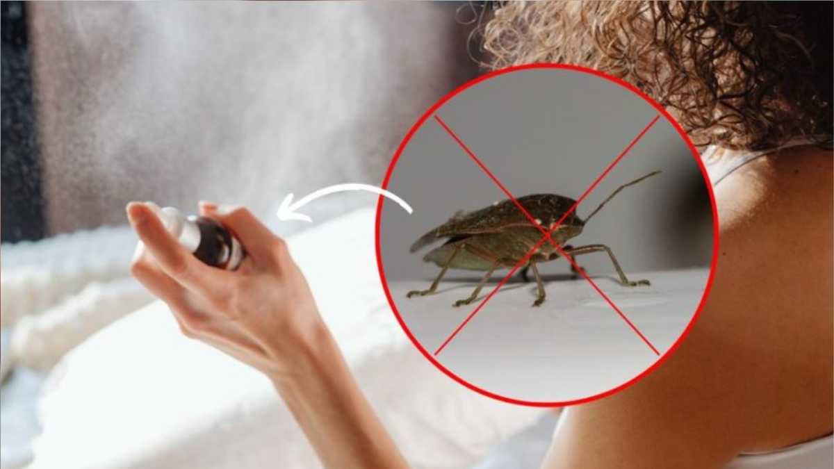 Goodbye bed bugs in the house, they hate it: the infallible means to keep them away