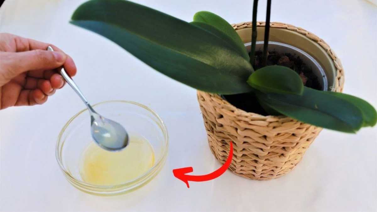 Healthy and Blooming Orchids with This DIY Syrup: It's a Real Miracle