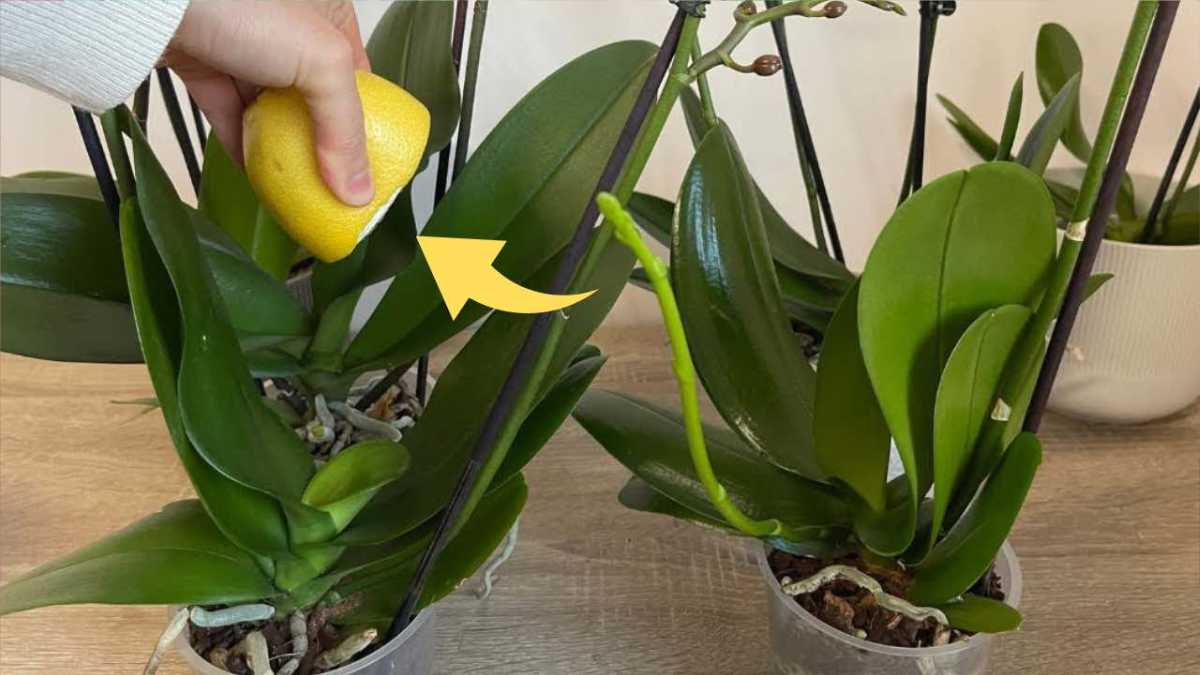 Healthy and lush orchids if you use this ingredient: the gardening method