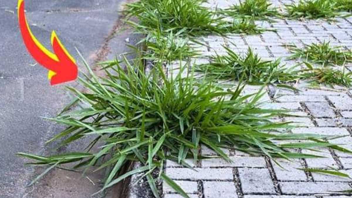 How to get rid of weeds on a sidewalk? Radical weed killer