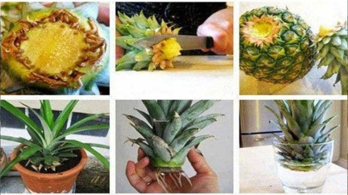 How to grow a pineapple from leftovers