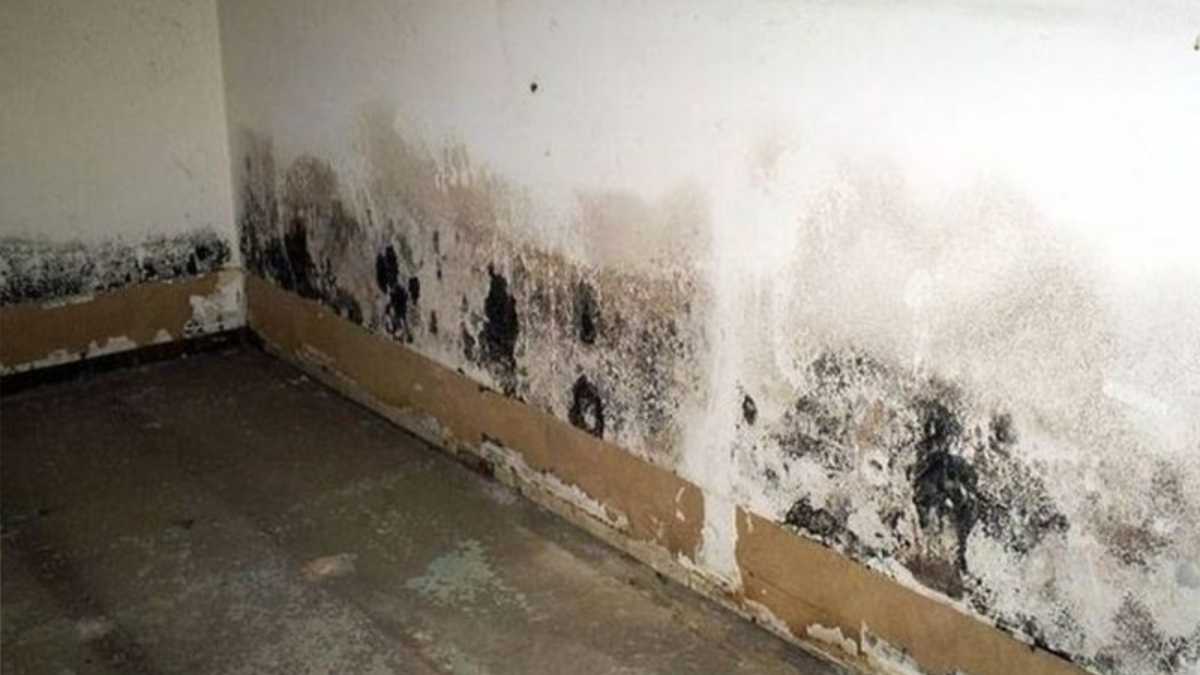 How to insulate a damp interior wall with DIY, economical with a perfect result!