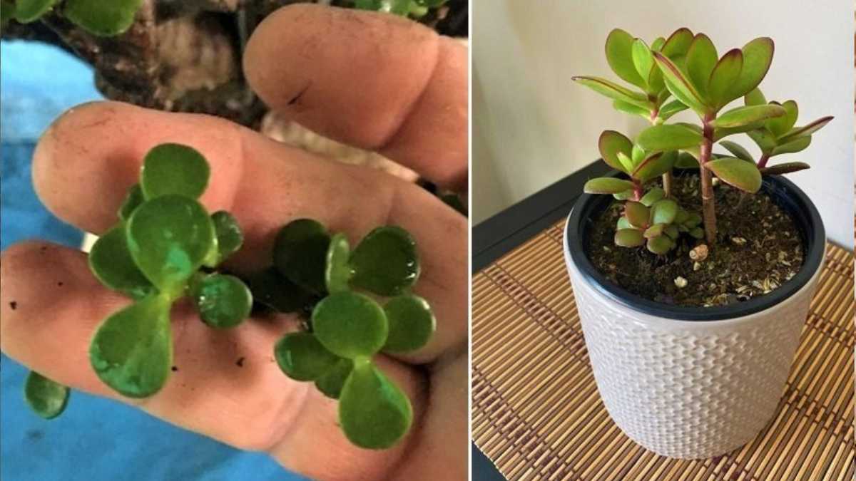 How to make a jade tree grow faster?