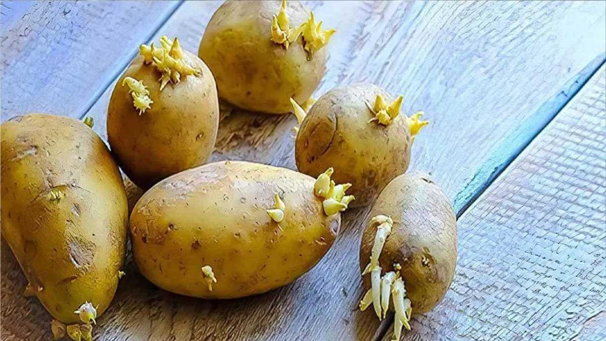 How to Store Potatoes So They Last for Months (Yes, Months)