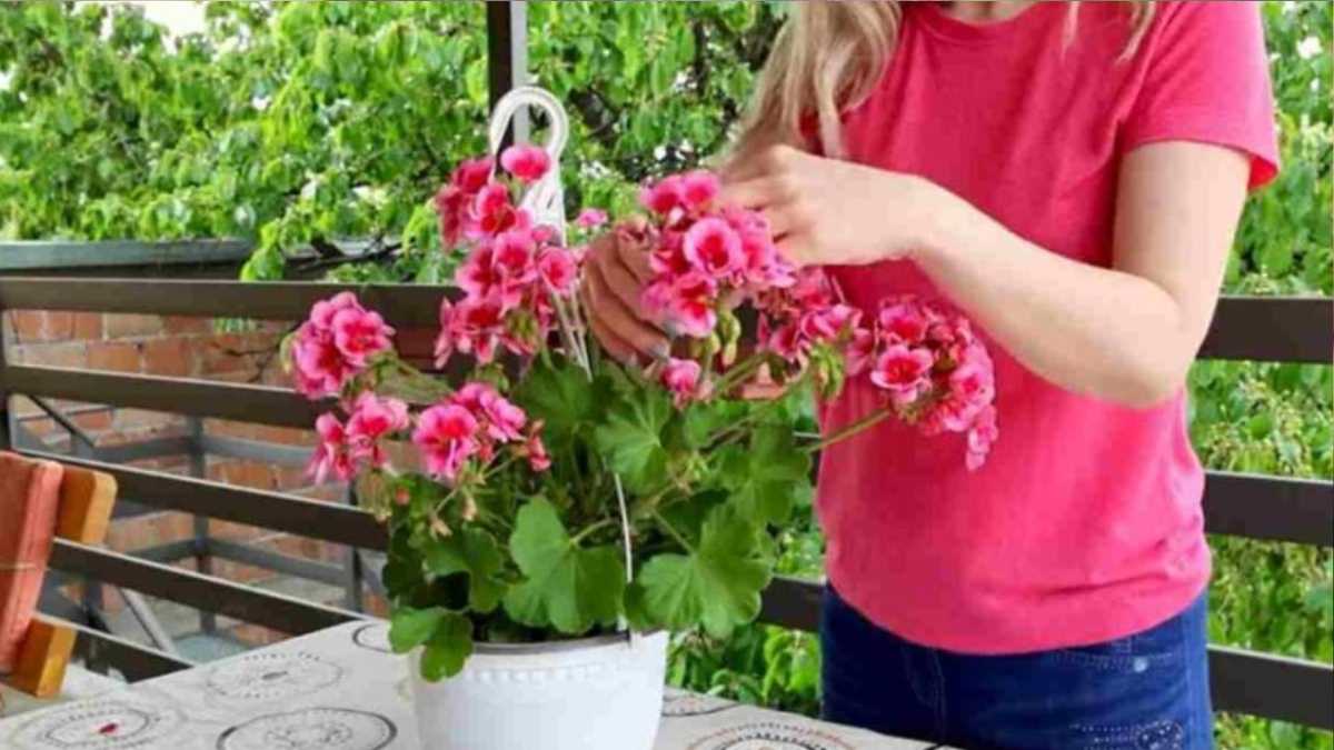 If you do this, all your geraniums will bloom continuously for over a year