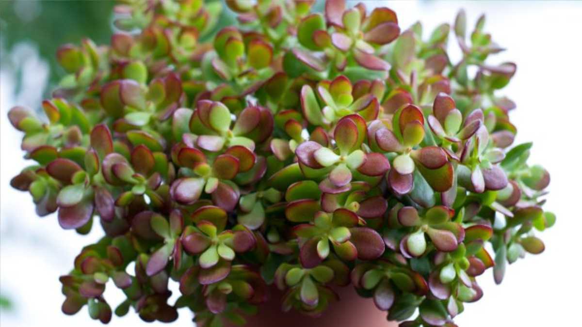 Jade Tree, the Plant of Happiness: 8 Basic Rules to Have It Beautiful!
