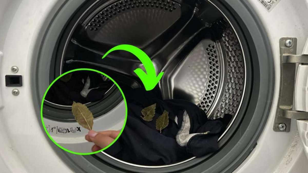 Laurel in the Washing Machine, the Miracle Ingredient for Your Colored Clothes