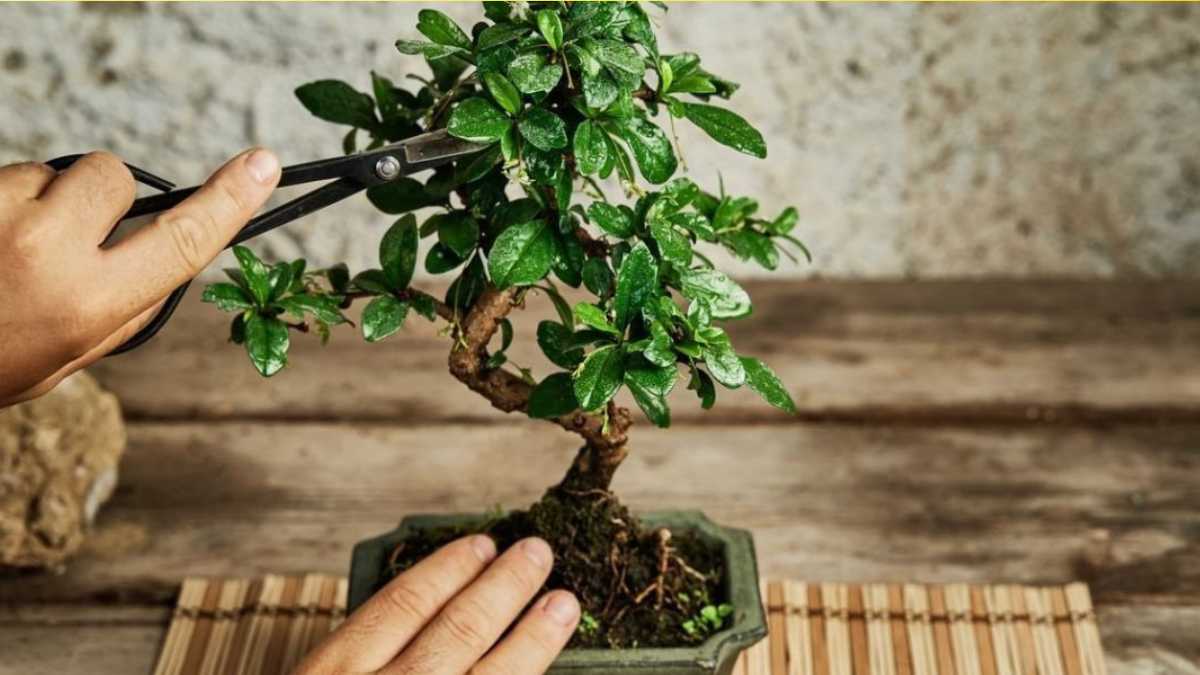 Master the art of bonsai care: tips and tricks for the optimal growth of your miniature tree