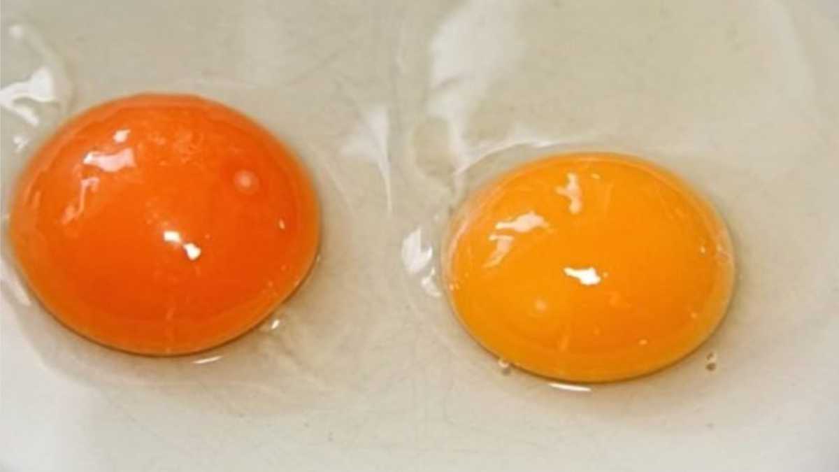 Only one of the two is the fresh egg. Did you figure out which one? How to understand the first time