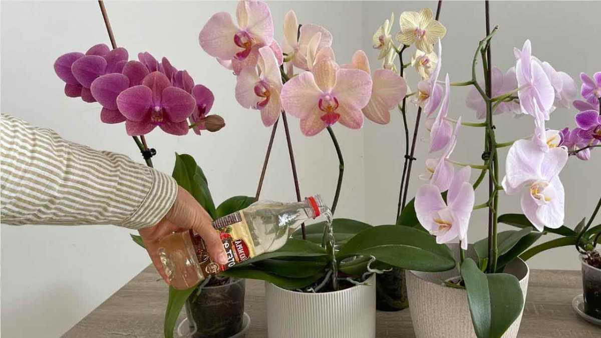 Orchids, Only If You Water Them With This Popular Ingredient, They Will Last Long