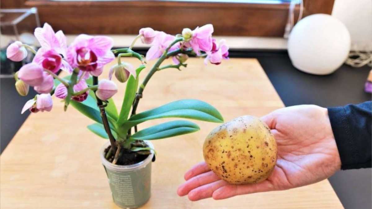 Orchids, the Effective Tricks to Make Them Last Forever