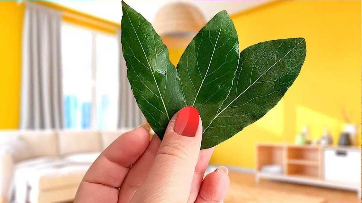 Perfume the House and Eliminate All Bad Odors: 3 Leaves of This Plant Is Enough