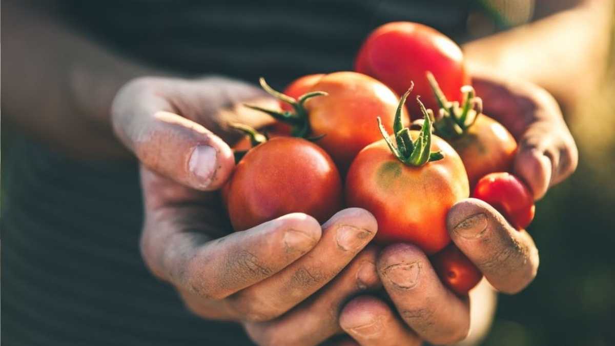 Planting tomatoes: 5 good reasons to grow your own tomatoes