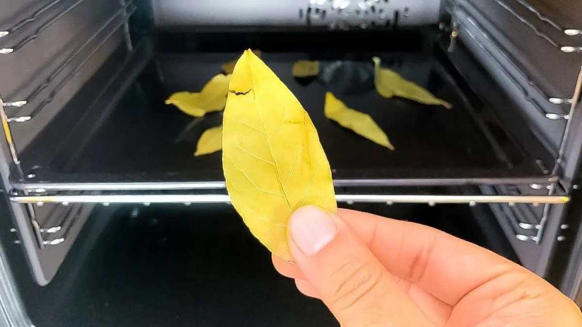 Put bay leaves in the oven for 20 minutes: The clever trick that all housewives do