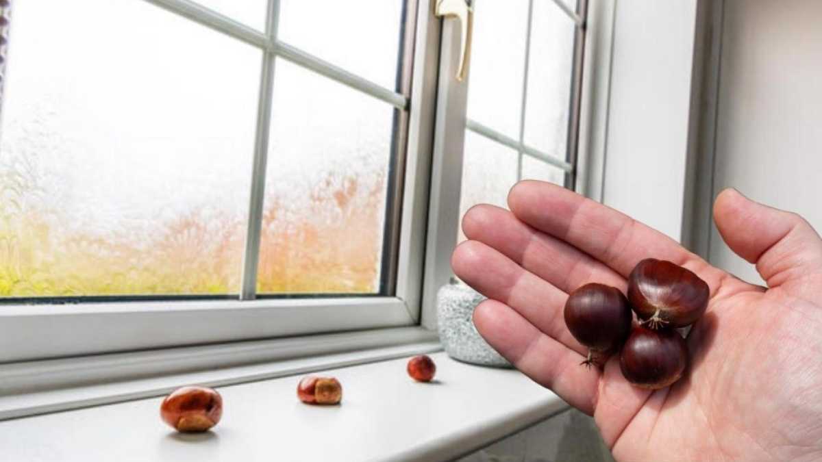 Put Chestnuts in Front of the Windows: This Solves a Big Problem