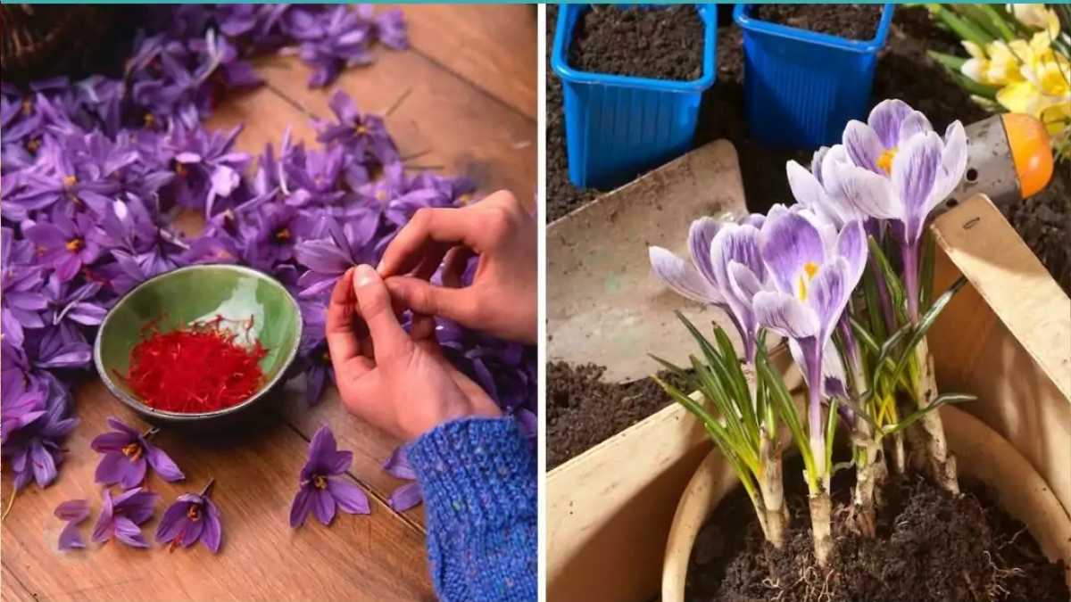Saffron: An expensive spice that's easy to grow at home!