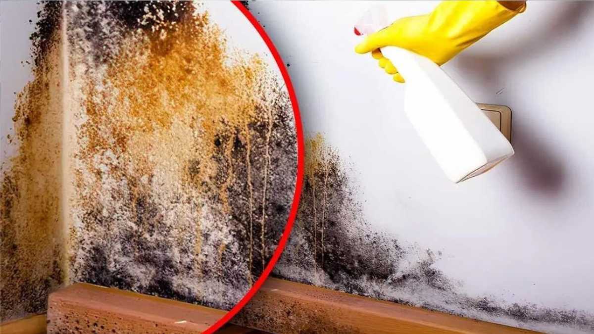 The natural trick to remove mold from the house: it disappears in 1 hour without chemicals