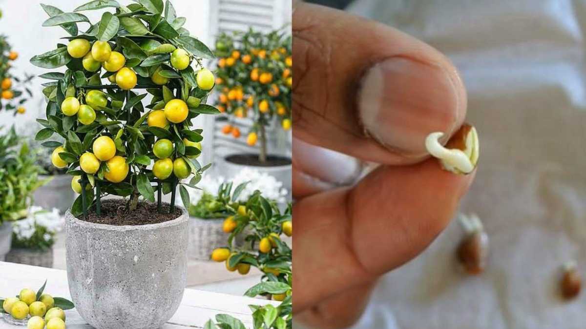 The secret to grow a lemon tree from seed