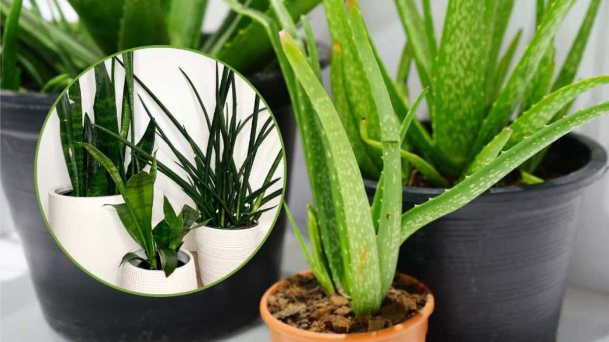 These Plants Will Help You Clean Stale Air at Home: a Healthy Touch for Your Health