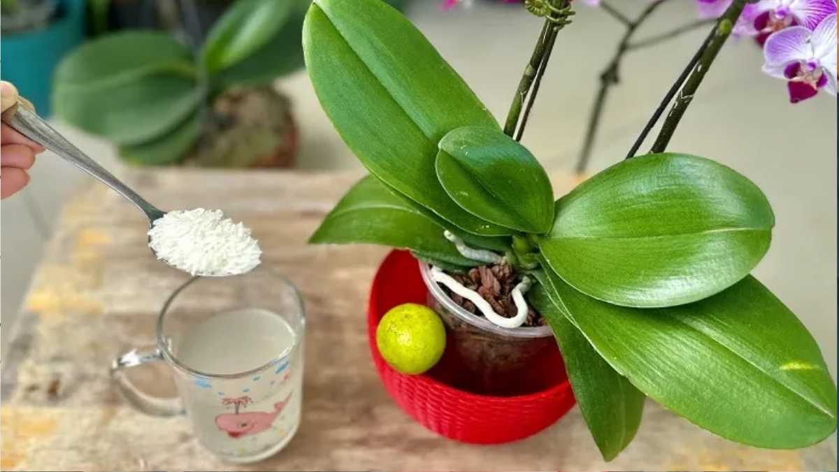 This is what happens when you use rice water to water orchids!