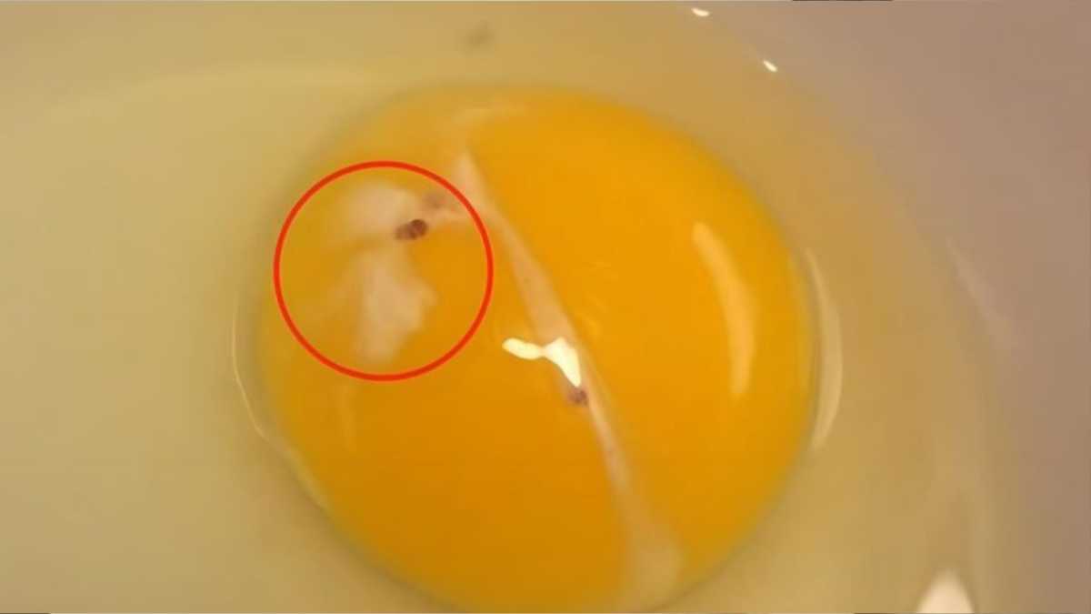 What is that strange white spot we often see on raw eggs?