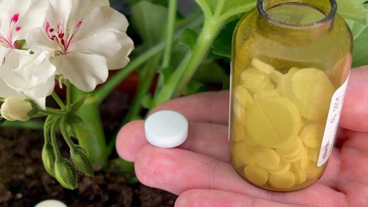 1 Tablet for any Flower: A Proven Recipe to Feed a Flower