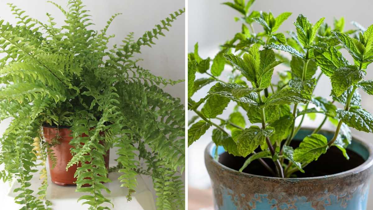 10 Plants that Absorb Moisture and Prevent Mold on Walls