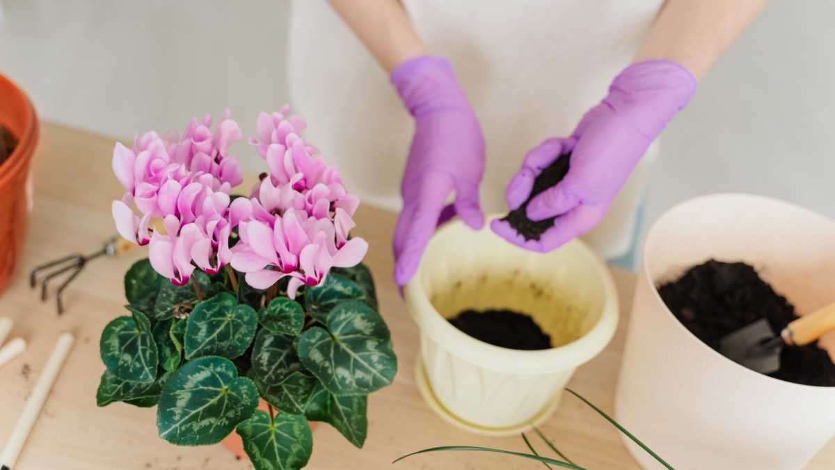 Abundant Cyclamen Flowering: Find Out with Us How to Do It