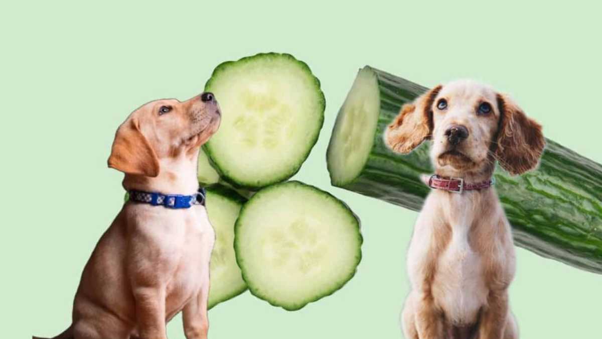 Can Dogs Eat Cucumbers? Read Before Feeding