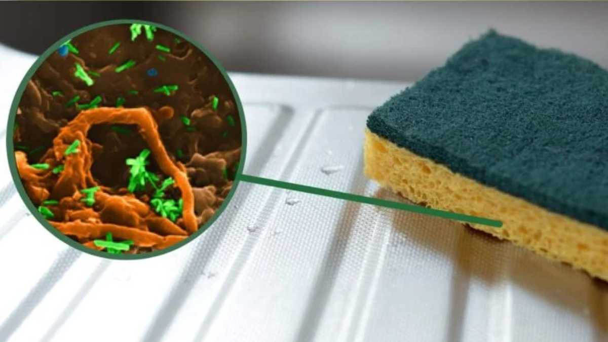Dishwashing Sponges: A Real Vessel for Bacteria, the Most Hygienic Alternative