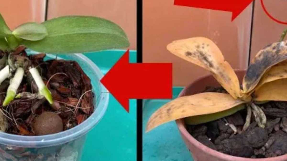 Dried Up and Lazy Plants Recover Quickly with This Remedy