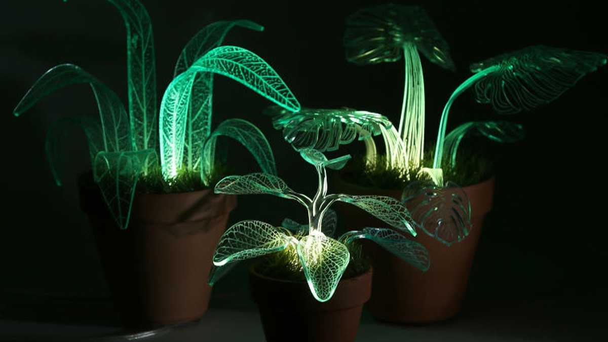 Gorgeous Indoor Plants that Grow in the Dark and Shades