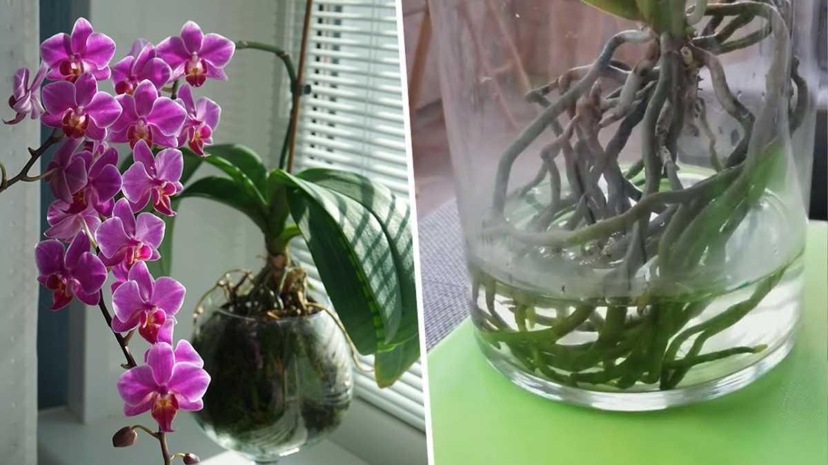 Growing Orchids in Water Culture