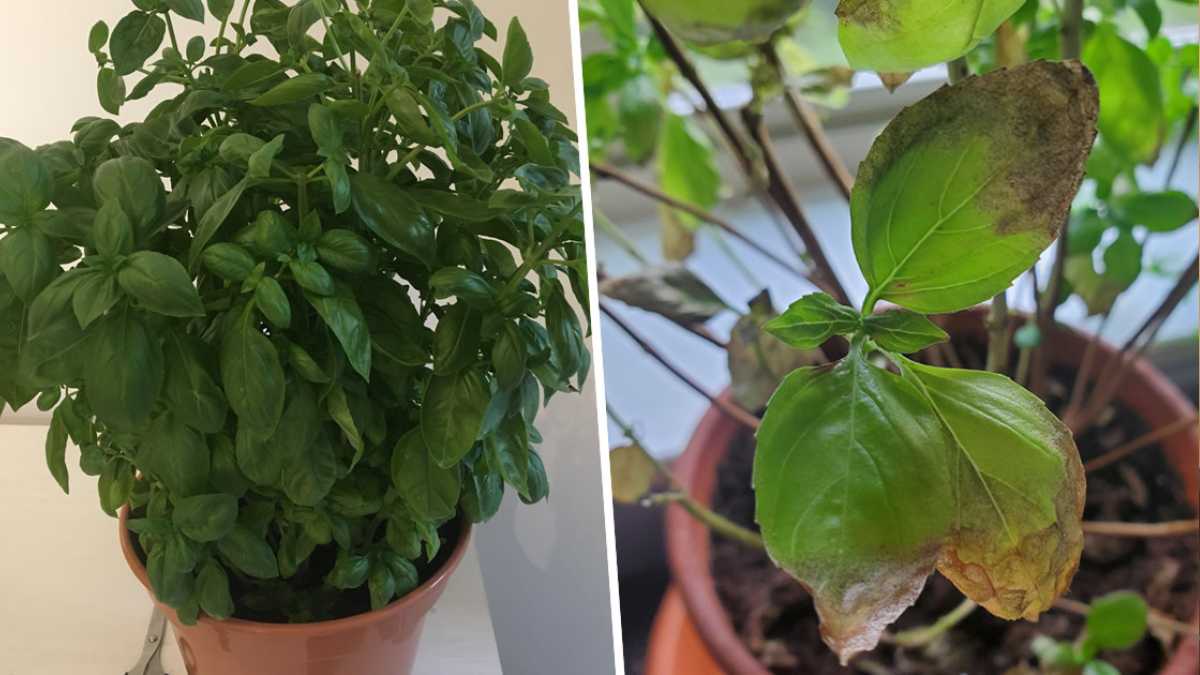 Here are 5 tips to get a fragrant and luxurious basil plant