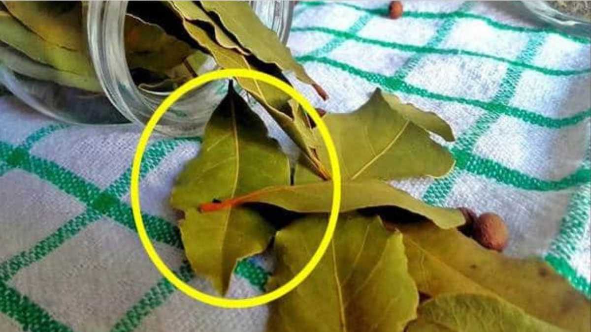 How to Clean the House with Bay Leaves?