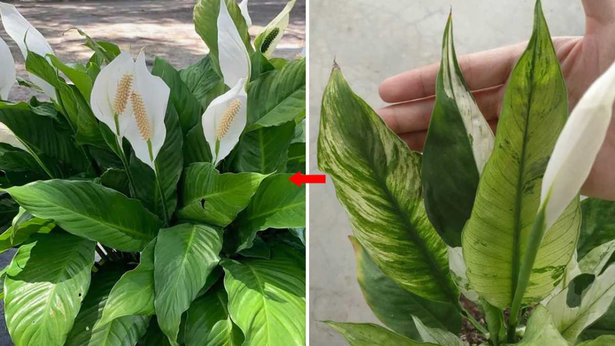 How to Have an Evergreen, Flower-Filled Peace Lily: 3 Powerful Tricks