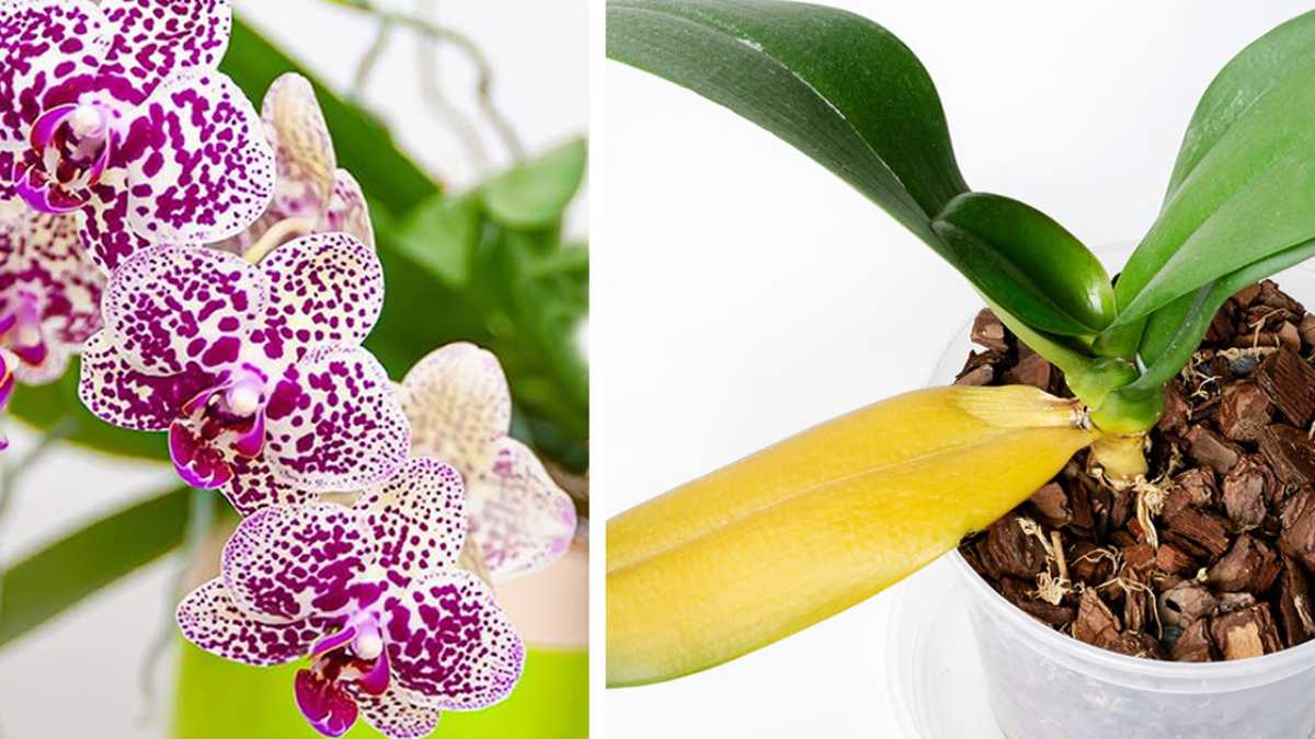 How to keep an orchid healthy and blooming for years even if the leaves are yellowed