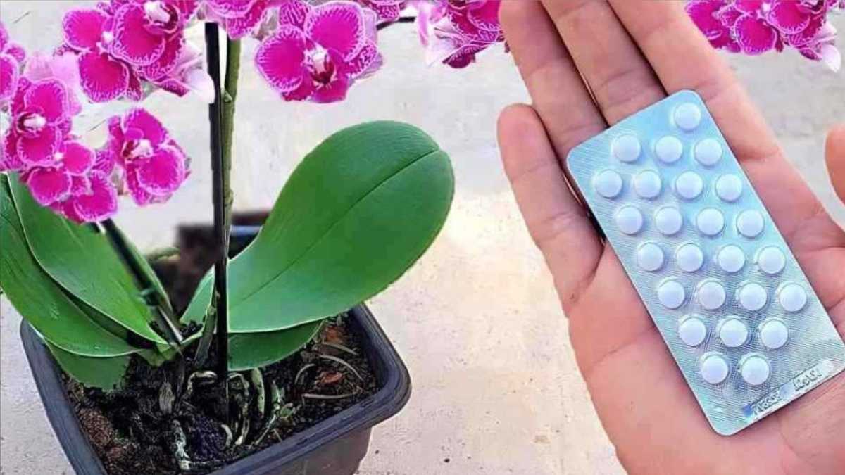 Only 1 Tablet Is Enough to Make It Bloom: How to Cure the Orchid