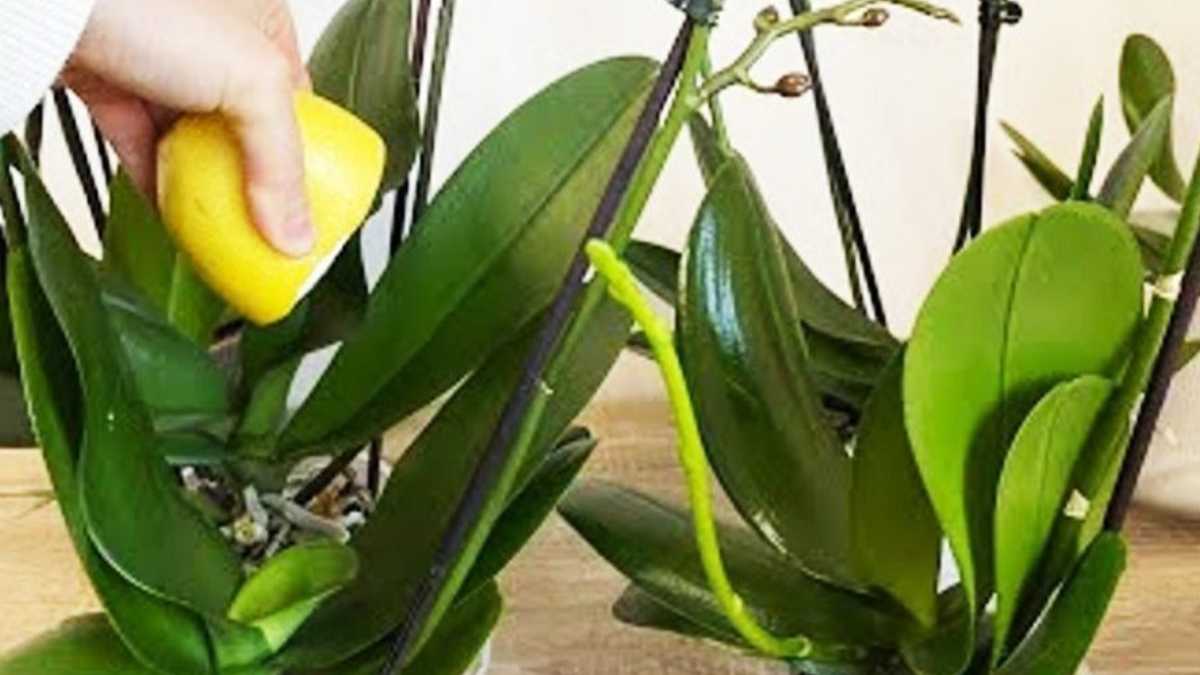 Orchid: The florist's secret for lush blooms and bright, strong leaves