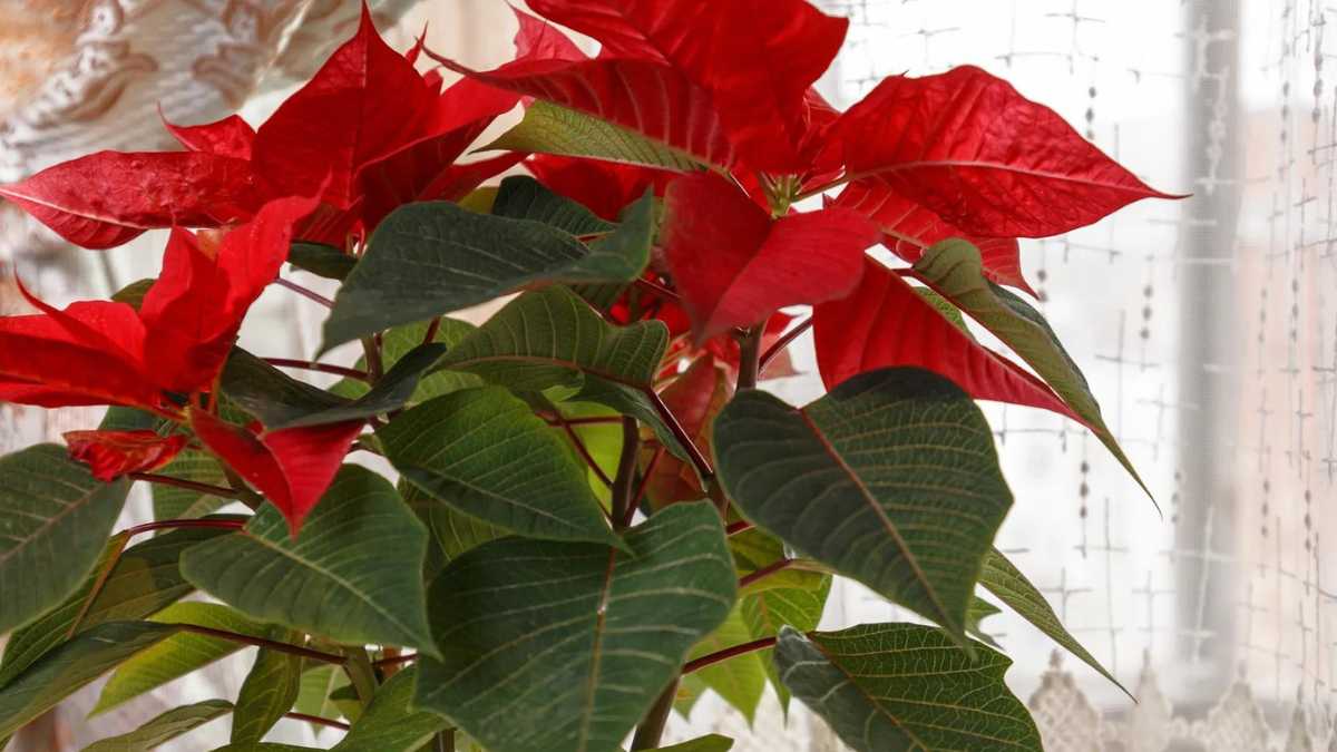 Poinsettia Tip: Here's How It Gets Red Leaves Just in Time for Christmas